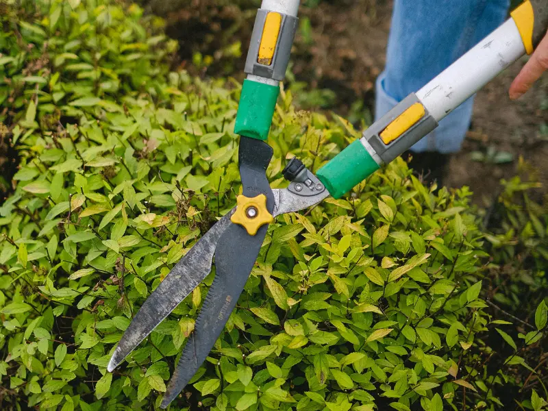 What is Tree Pruning?