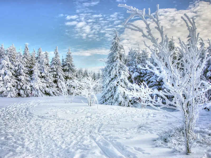 Why Buffalo Trees Are Vulnerable During Cold Weather