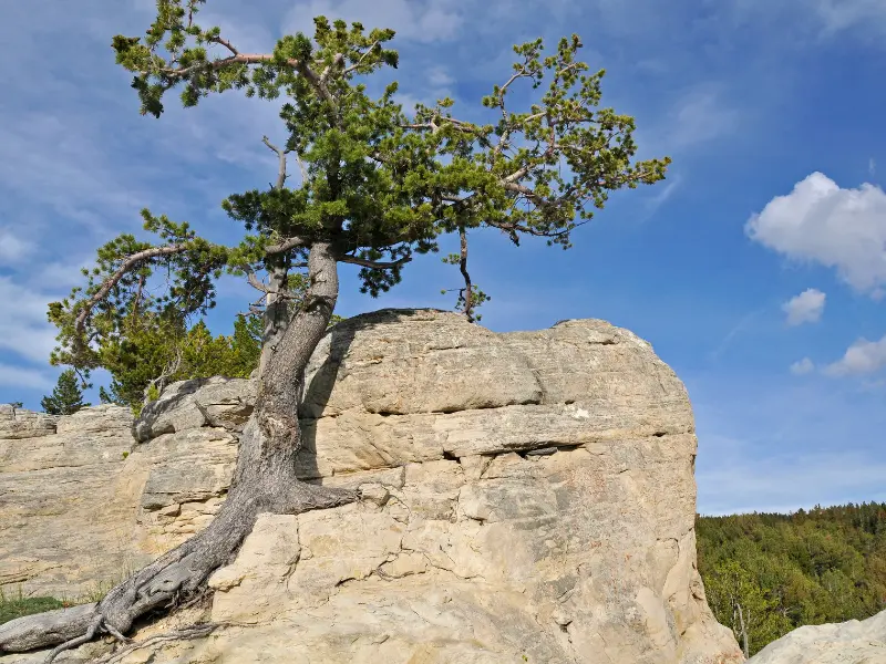 Choosing Native and Resilient Trees for Albany's Climate