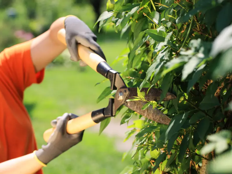 Winter Tree Trimming: Timing and Techniques