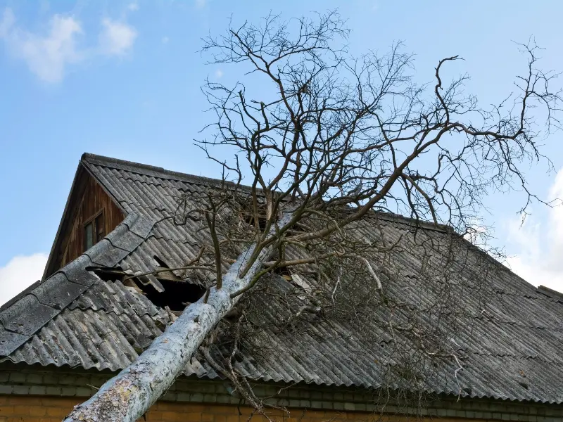 Snow and wind tree hazards in Jackson, PA