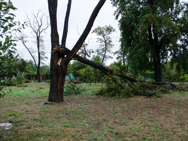 Why Tree Inspections Should Be a Routine Practice