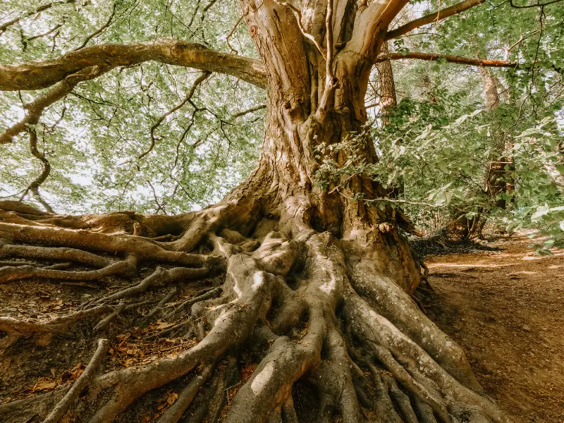 Can a Tree Recover from Root Rot?
