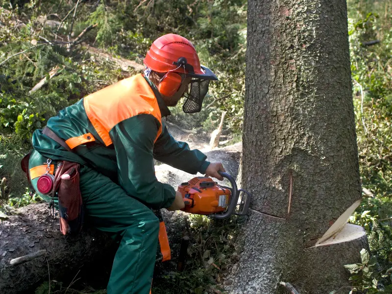 How to Safely Remove Storm-Damaged Trees in Albany NY
