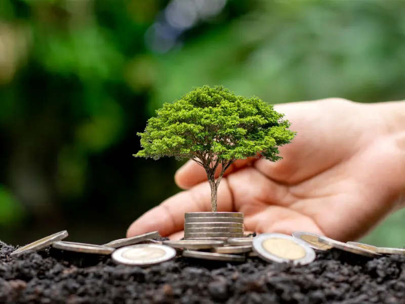 Myth 04: All Trees Should Be Planted the Same Way
