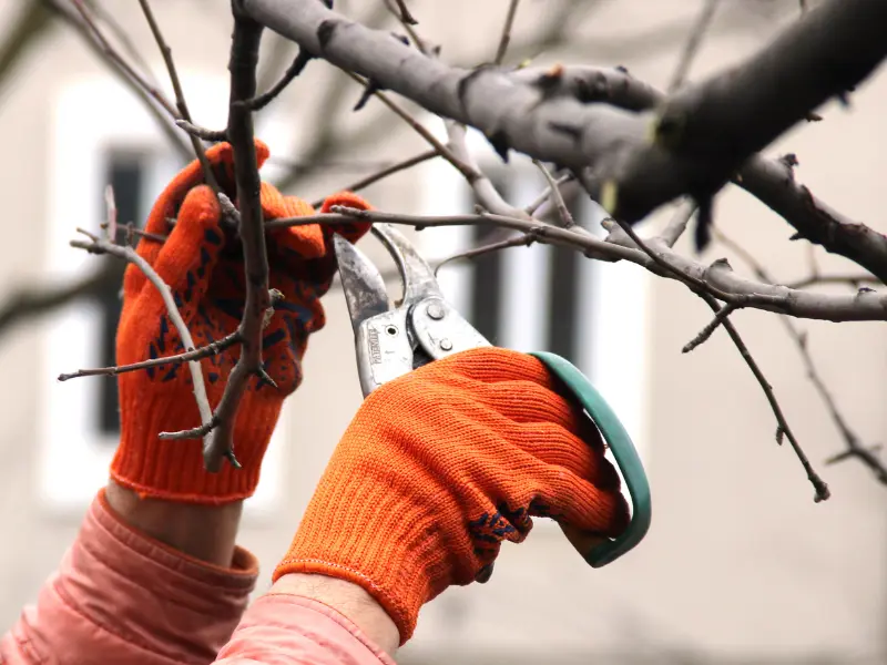 Avoid pruning in fall