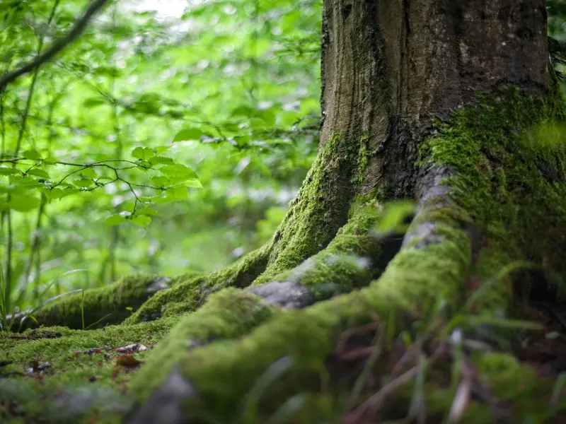 How to prevent tree stress with fertilization in Erie winters