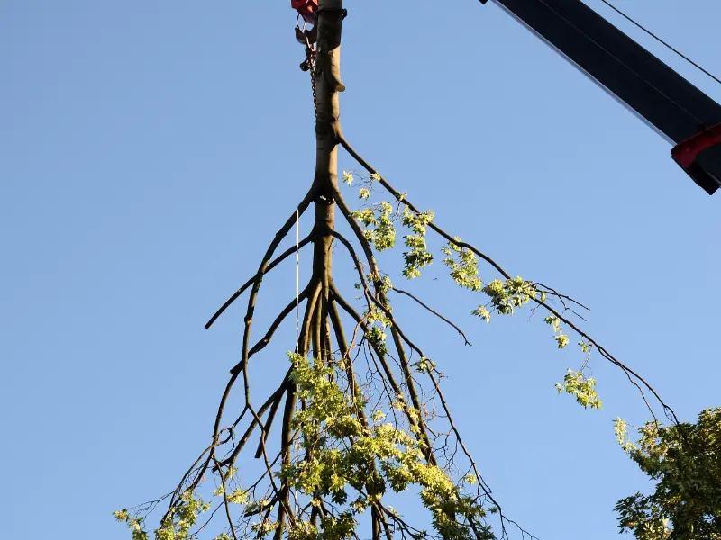Why Hire a Professional Tree Removal Service