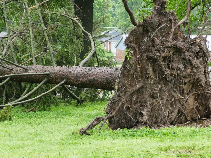 What Factors Can Affect the Cost of Stump Grinding?