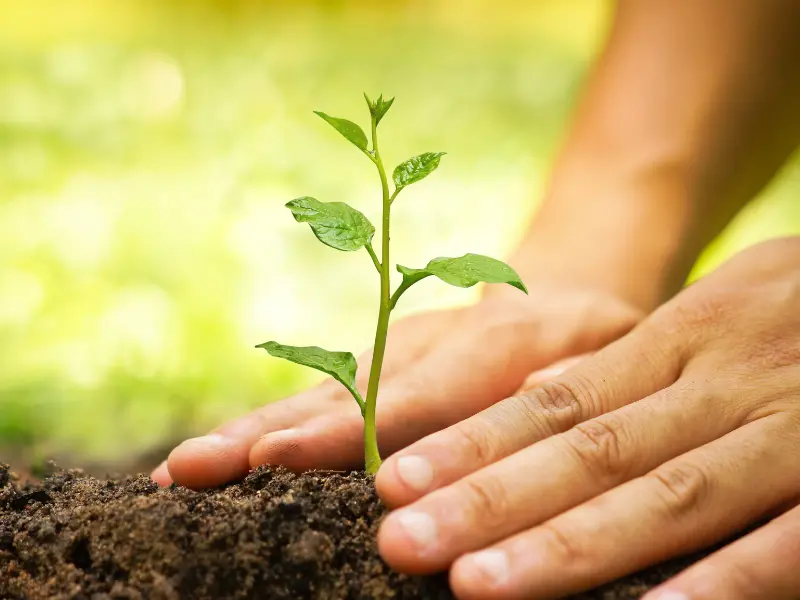 Professional tree care for McKean PA landscapes