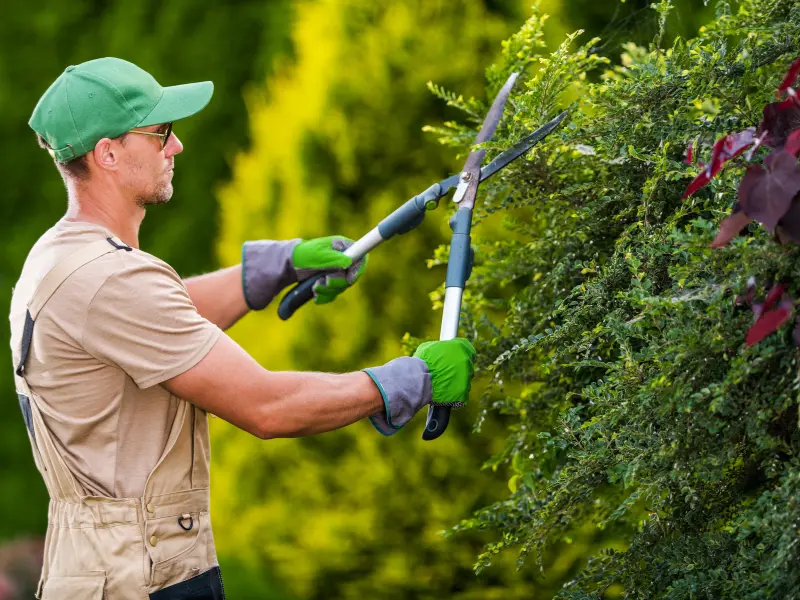 Tree pruning checklist
