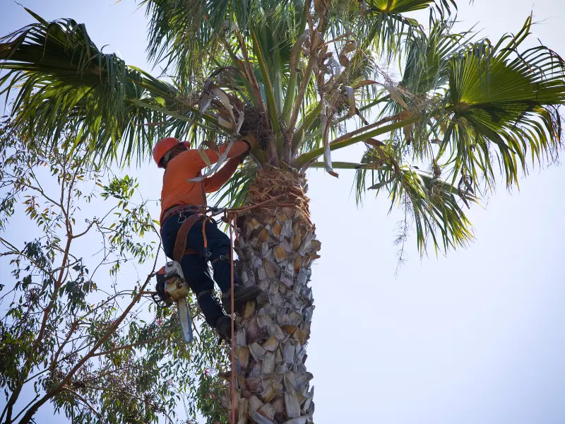 What do 24/7 Emergency Tree Services Usually Include?