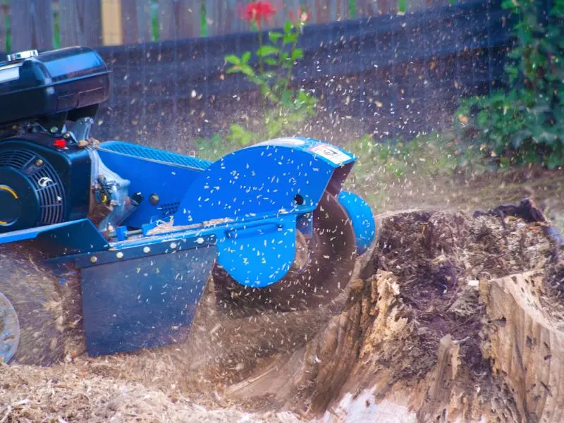 Why grind a tree stump in McKean PA