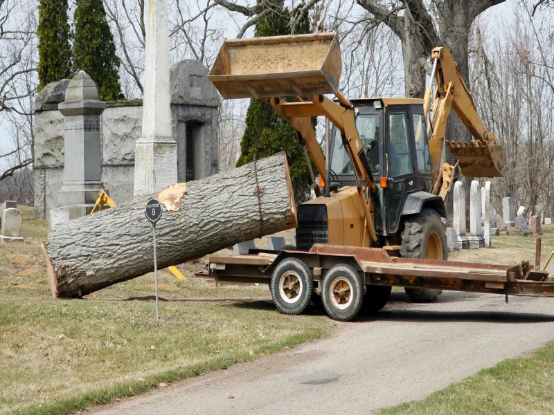 Tree Removal Safety: Best Practices