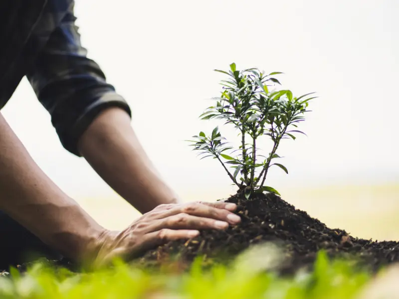 How To Protect Newly Planted Trees From Heavy Snowfall