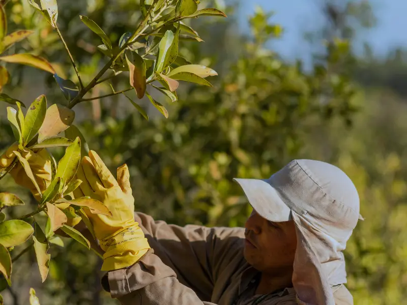 Seasonal tree pruning guide for Waterford PA