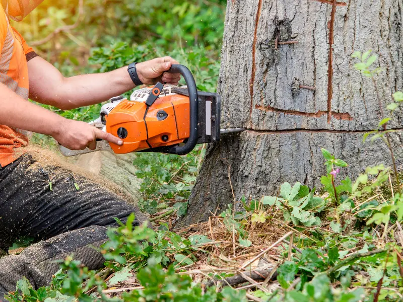 Why You Should Choose KD Tree Removal Service in Fairview?
