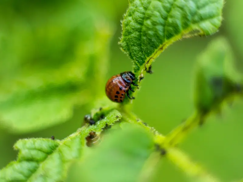 Rural Pest Prevention Strategies: How to Treat Tree Pests in Jackson, PA