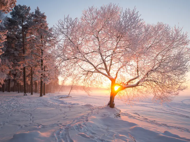 Common Risks to Trees in Winters, Westfield
