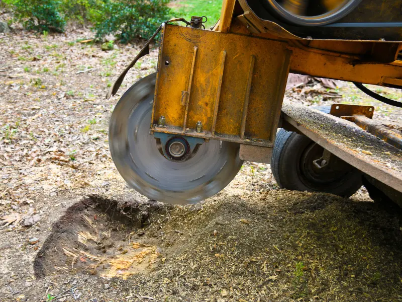 When to Hire Professional Stump Removal Services