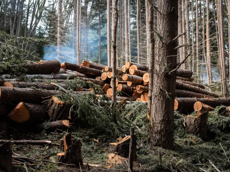 Environmentally Friendly Tree Removal: When and How
