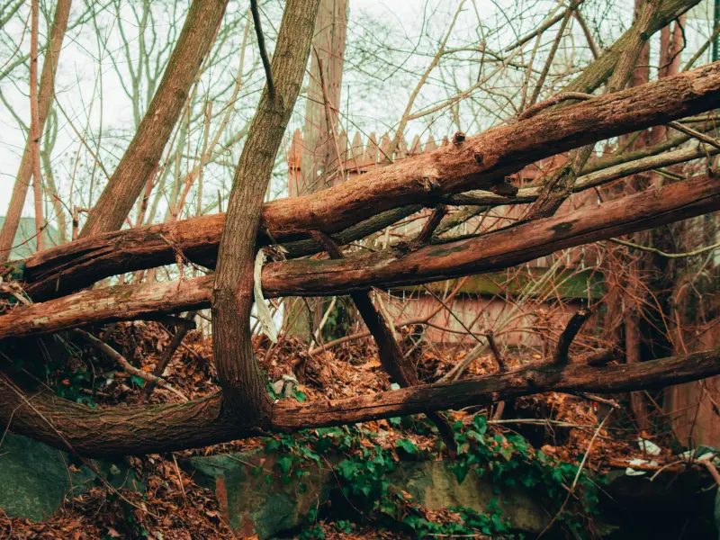 Large Dead Branches Are Waiting to Fall
