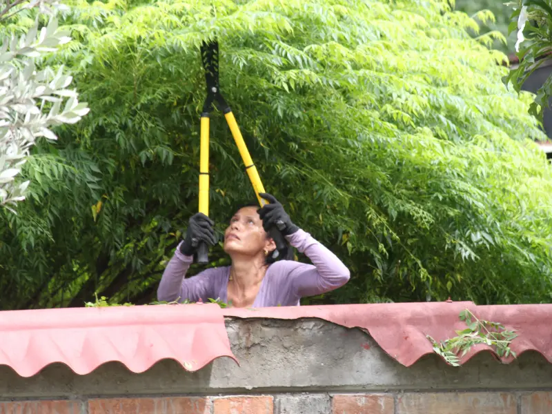 When Is the Best Time to Prune Trees in Jackson, PA?