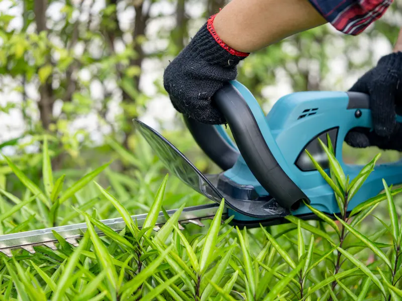 Protecting Property Through Preventive Tree Trimming