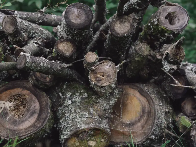 Mulch and Insulate Tree Roots