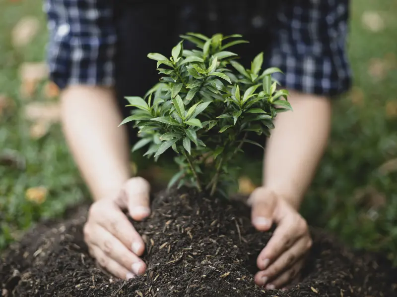 What Qualifications and Credentials Should You Seek from a Tree Care Service?