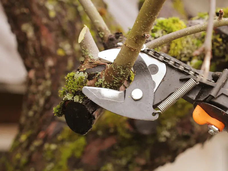 Arborist Care Checklist for Waterford Residents