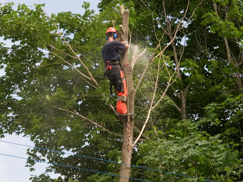 Cost Comparison - Professional Tree Removal vs DIY Risks