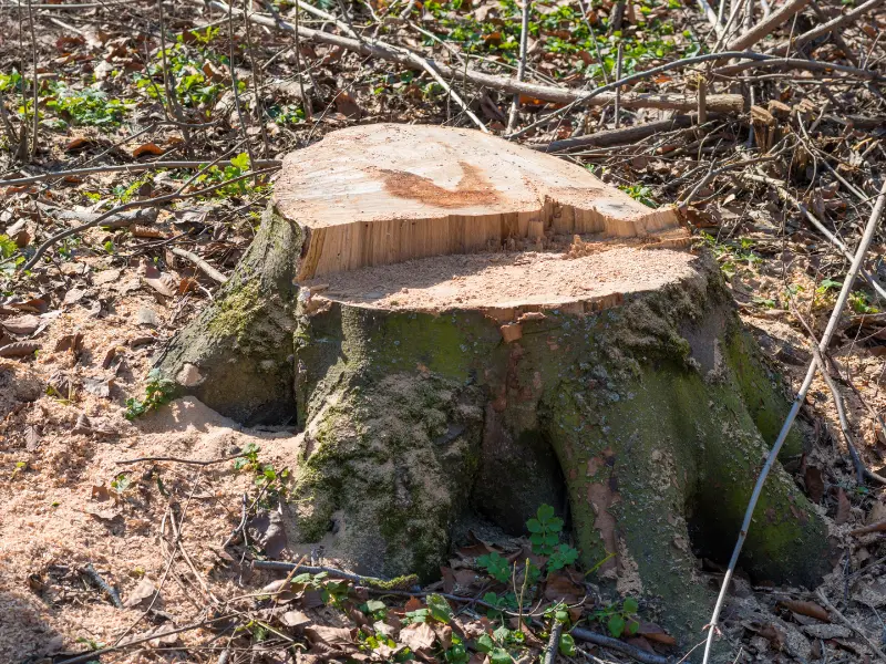 How Long Does Stump Removal Take?