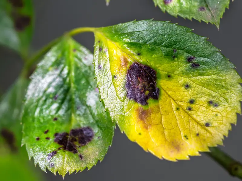 Powdery Mildew