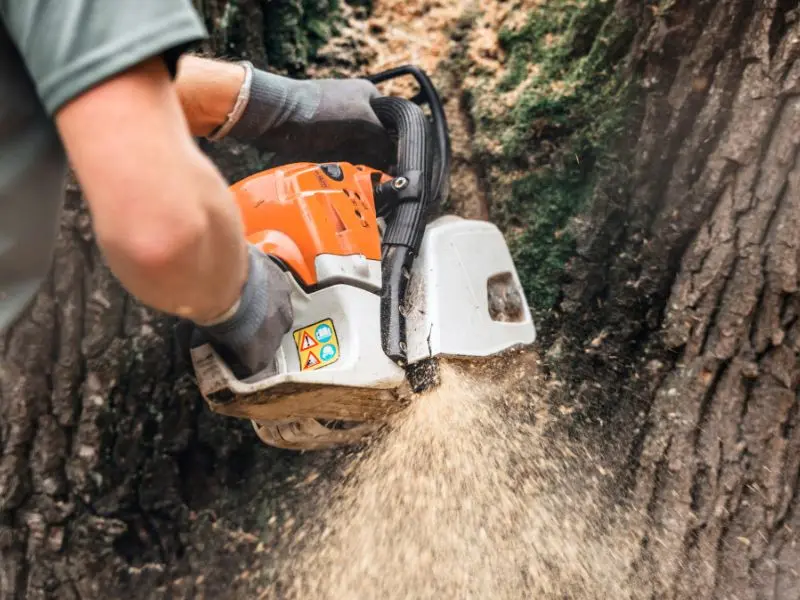 Best Practices for Emergency Tree Care in Jackson PA