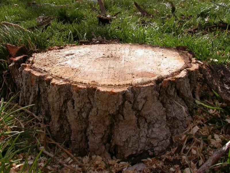 What to Expect from Stump Grinding in Jackson