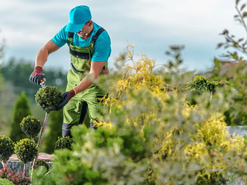4 8 2 Tree Maintenance for Jackson's Community Spaces: Keeping Our Green Spaces Healthy