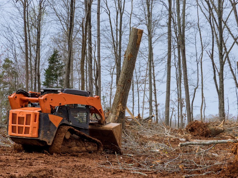 Safe Tree Removal Practices for Vineyards