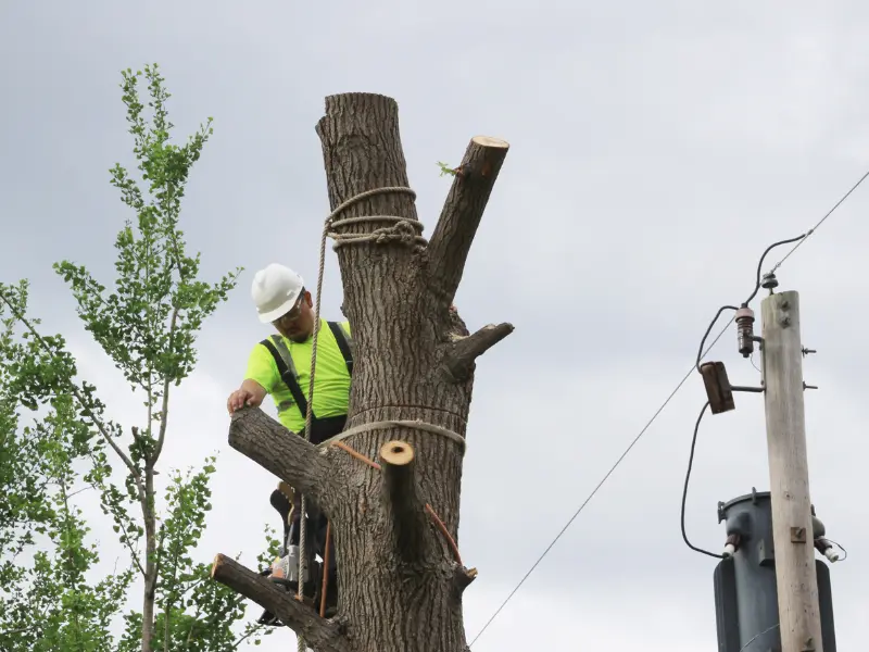 How to Safely Remove Storm-Damaged Trees in Albany NY