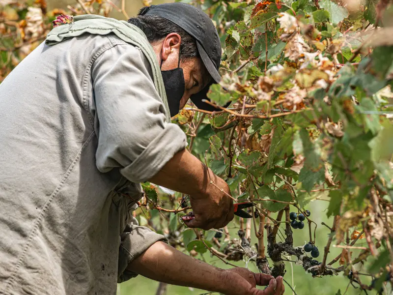 Pruning Tips for McKean’s Agricultural Trees
