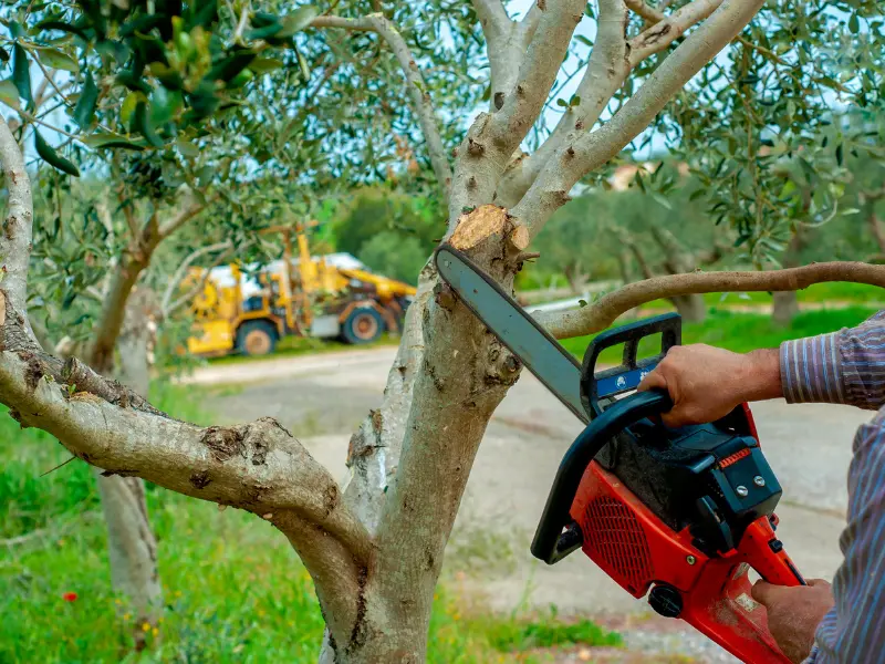 Tree Removal Checklist to choose an affordable tree removal service in Jackson, PA
