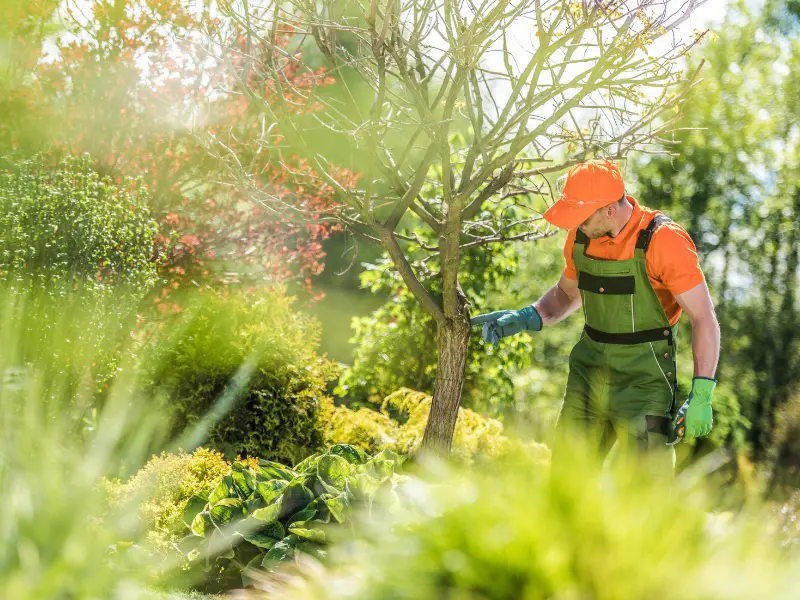 What Qualifications and Credentials Should You Seek from a Tree Care Service?