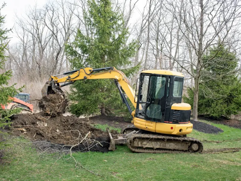 Step-by-Step Guide to Emergency Tree Removal in Albany