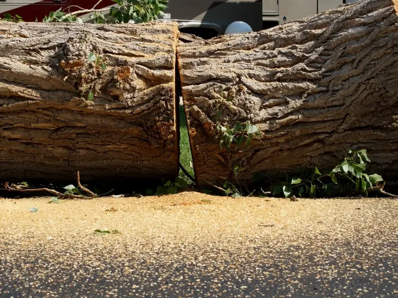 Check out some of the benefits of tree removal in the winter below.