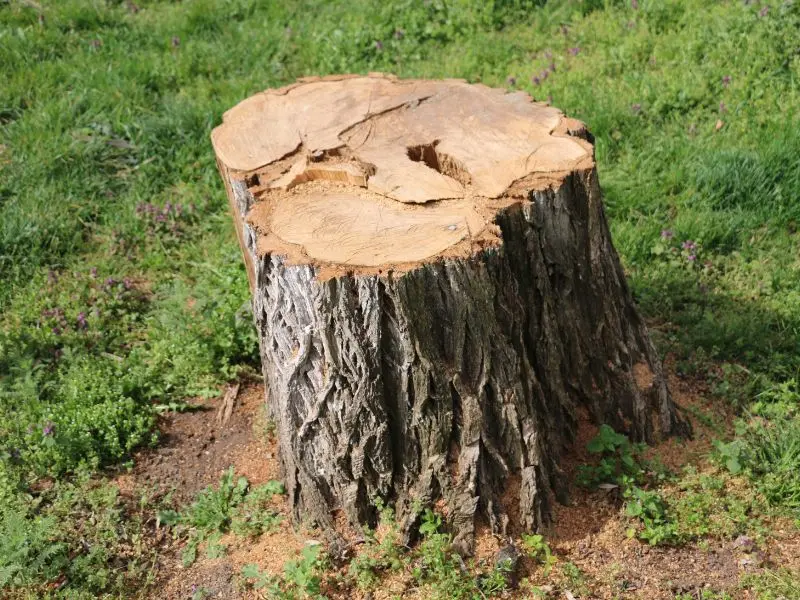 How to Choose the Right Stump Grinding Services in Jackson, PA