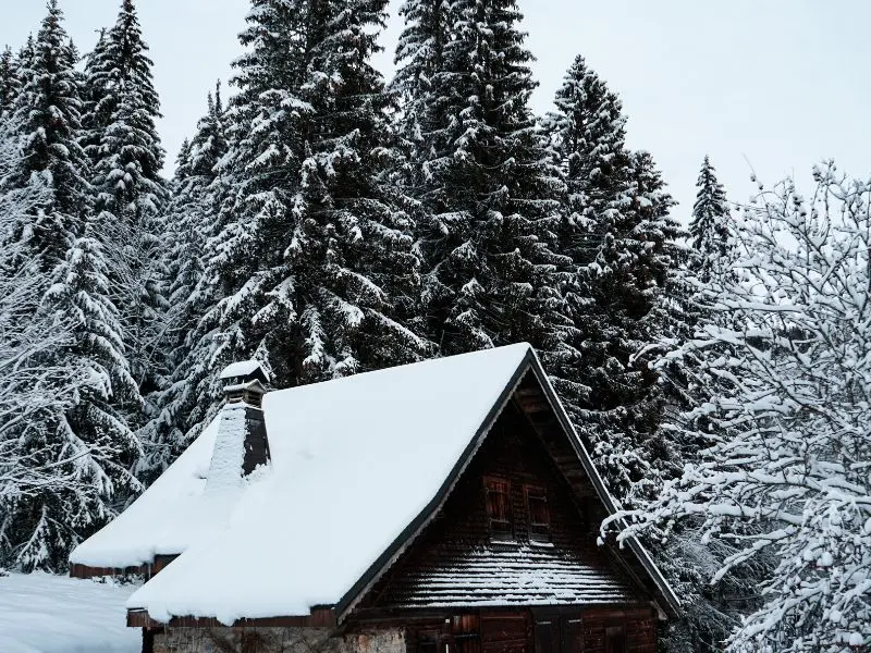 The Role of Arborists in Winter Tree Care