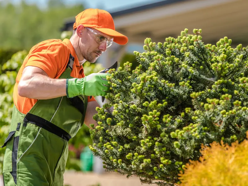 5 7 4 Budget-Friendly Tree Removal for Jackson's Rural Homes