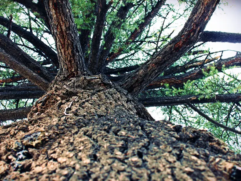 Why Tree Protection Matters in Windy Seasons