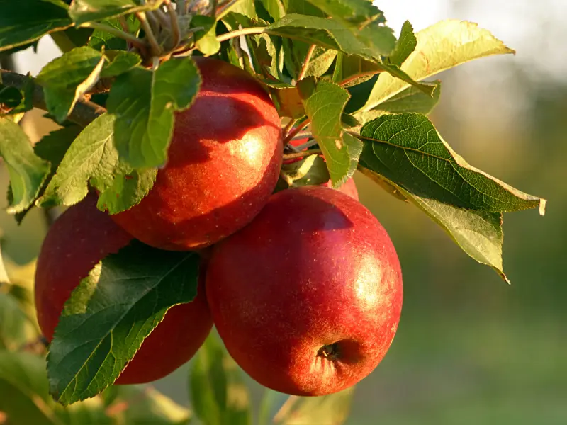 Compare Apples to Apples