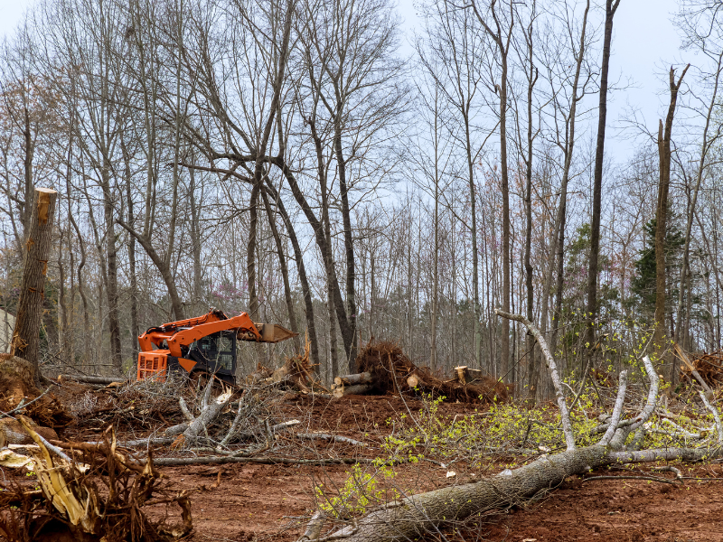 What Is Land Clearing and Why Does It Matter?